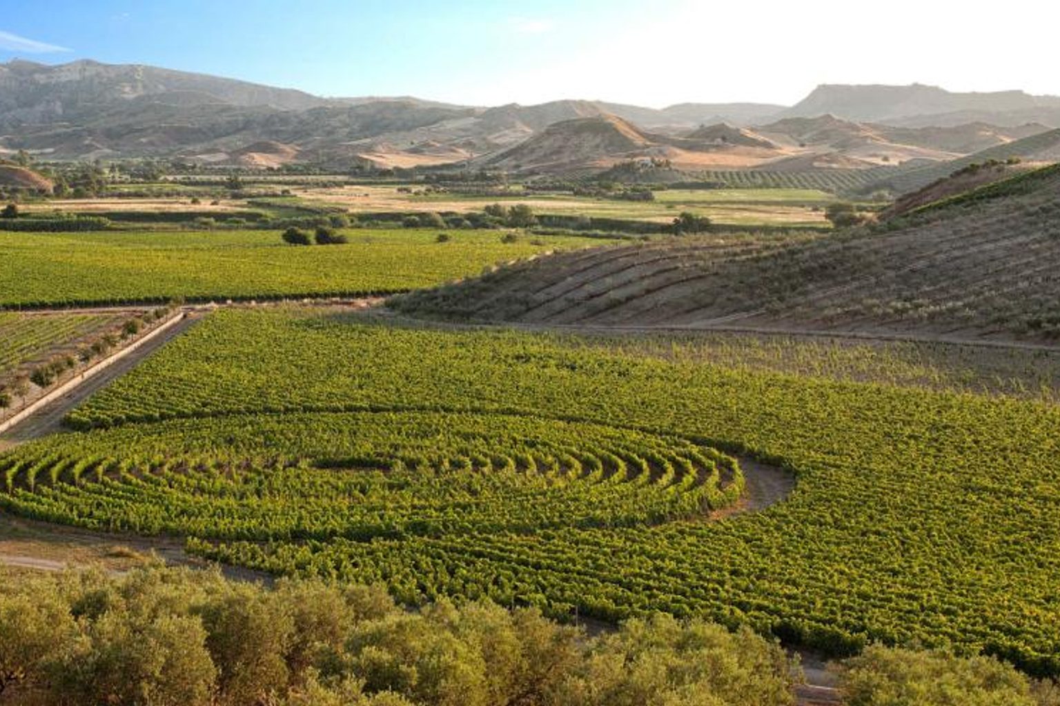 Calabrian Winery Librandi Bottles 2.5M Units Annually