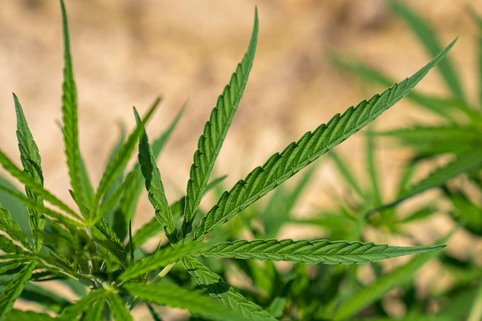 Hemp-focused vendor launches contract beverage manufacturing