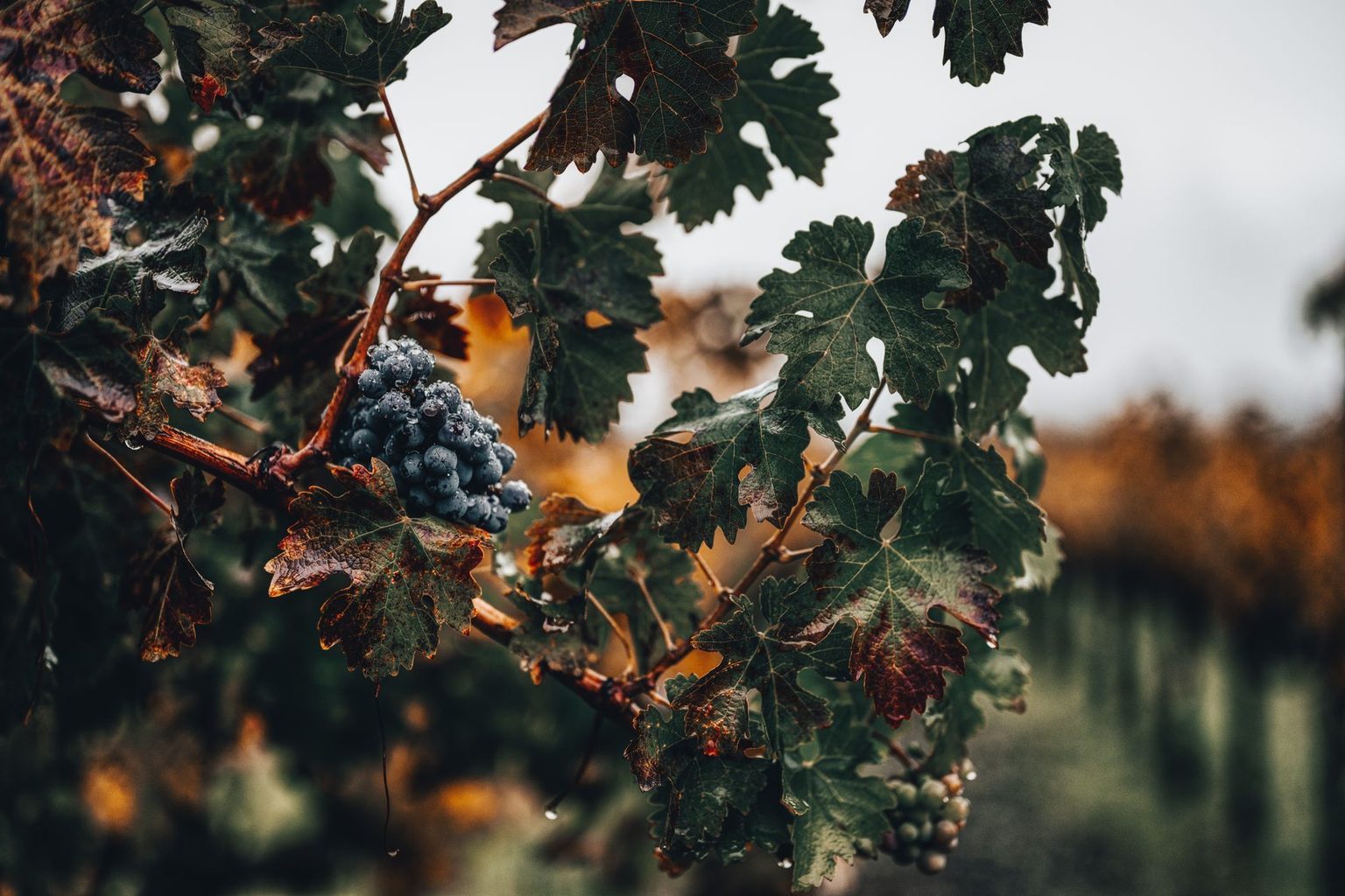 Italian Wine Regions Report Strong Quality Prospects for 2026 Harvest