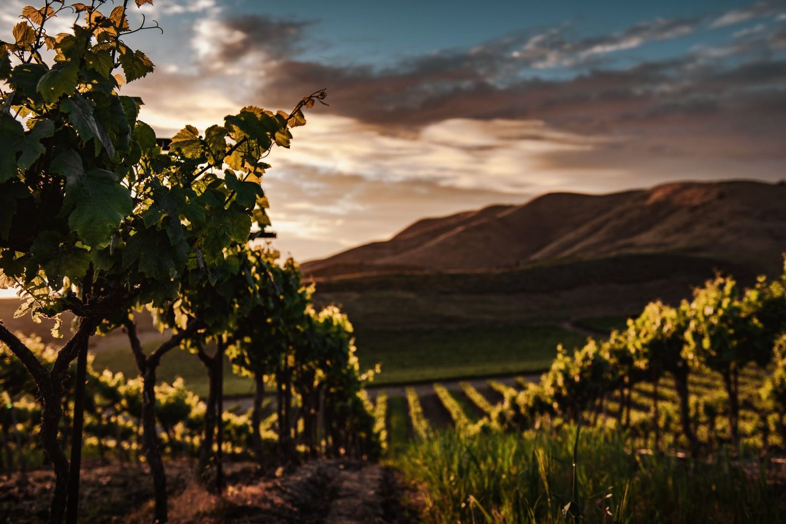 Odyssey Wine Academy Merges with Commonwealth Wine School