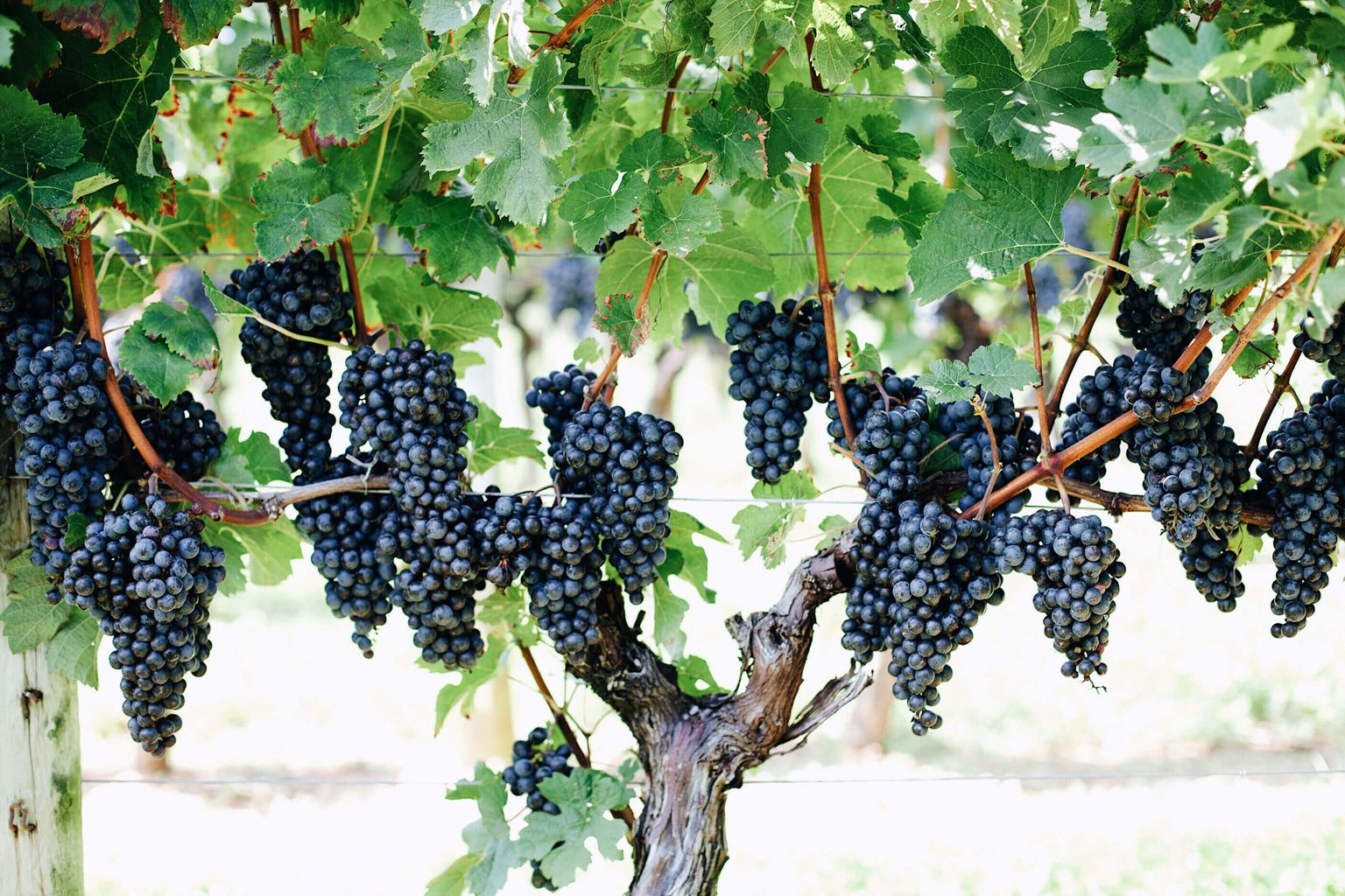 Pennsylvania Chardonnay Advances in International Blind Tasting
