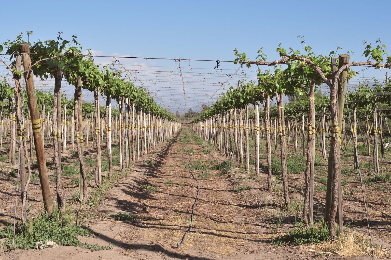 World's 50 Best Vineyards 2026 awards ceremony lands in Santiago